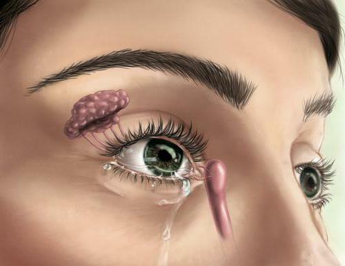 human lacrimal glands