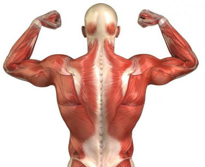 trapezius muscle back anatomy