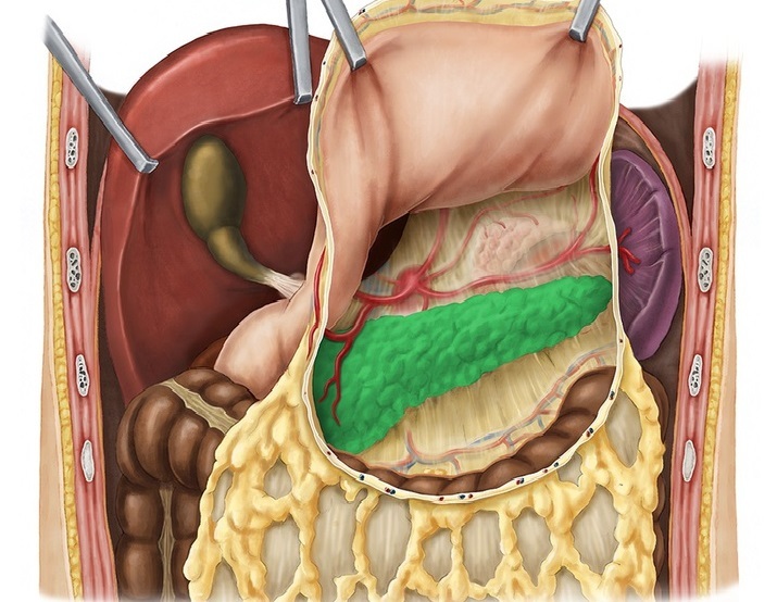Blood supply to the pancreas