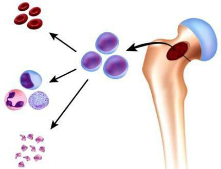 celule stem libidirme