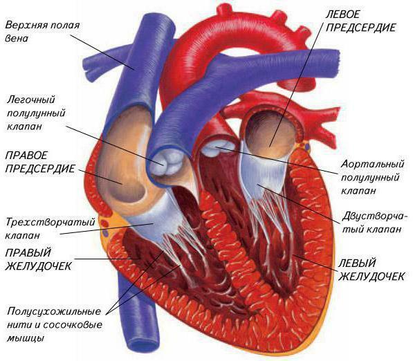 cardiac scheme