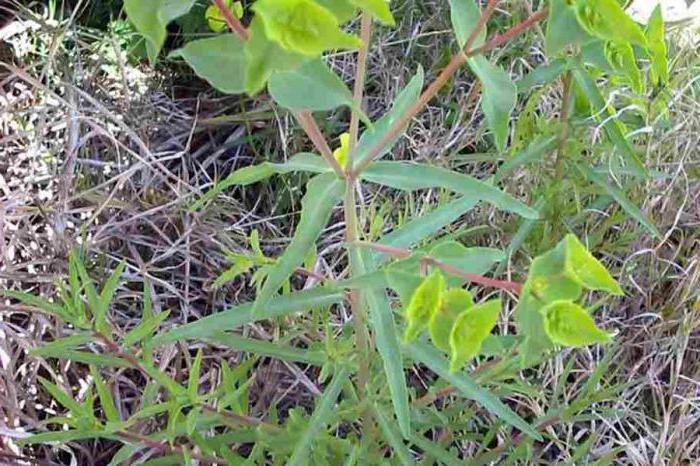 Grass Euphorbia