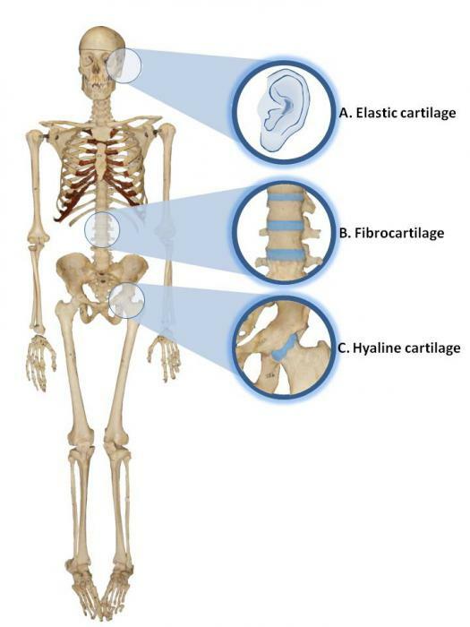 Cartilaginous tissue function