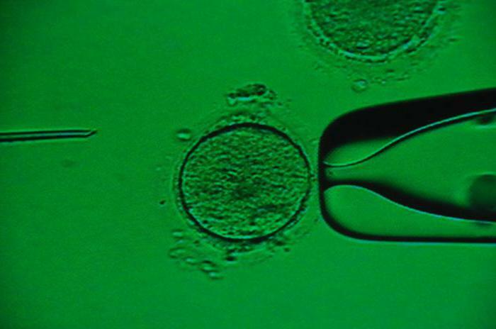 vitrification of oocytes and embryos