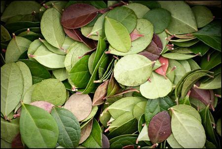 cerere arbustul plante medicinale