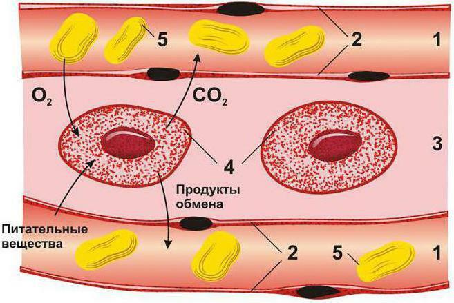 formation of tissue fluid