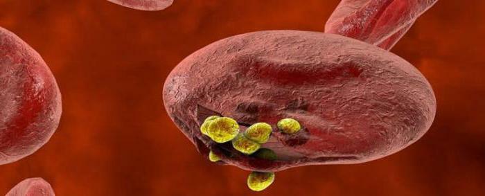 malarial plasmodium dimensions