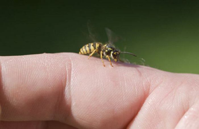 how to remove the swelling from the bite of a wasp