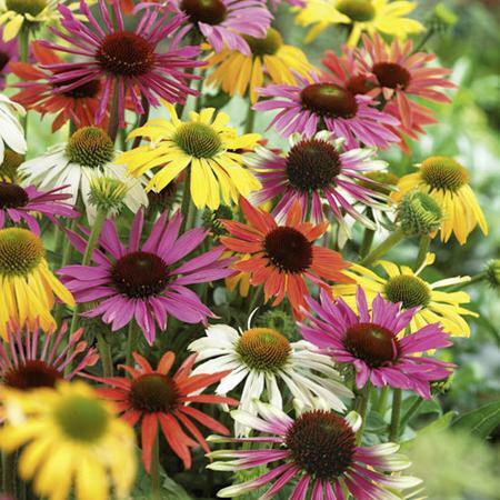 Echinacea užitočné vlastnosti