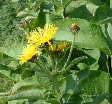 שורש elecampane עם חודשיים עיכוב ביקורות