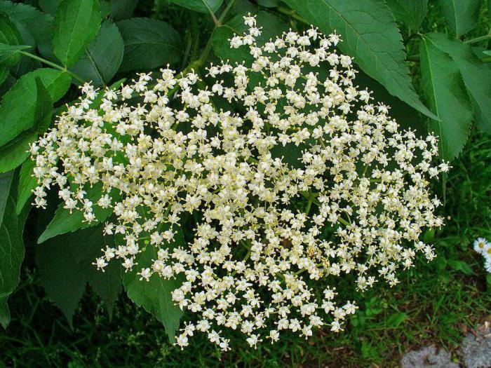 syrup of black elderberry at what diseases