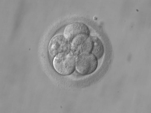 embryo culture in vitro