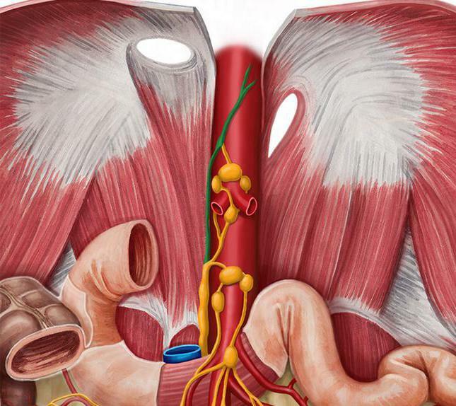 anatomia ductului toracic