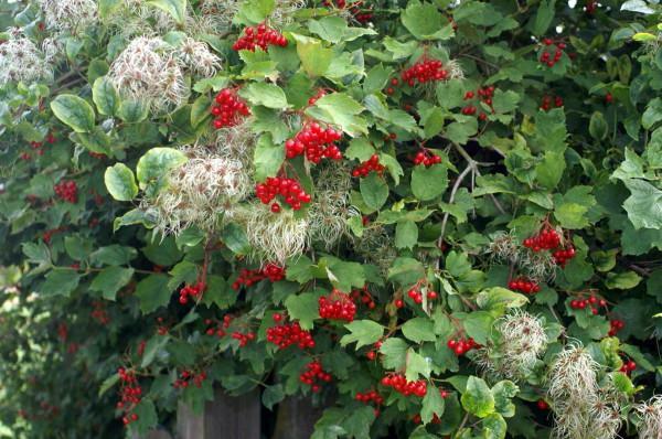 the use of red viburnum