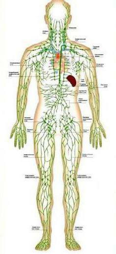blood circulation of tissue fluid and lymph