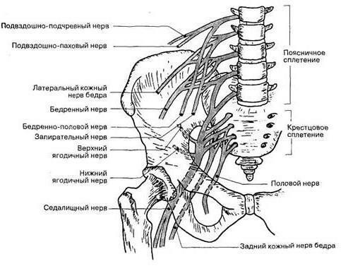 Nervy bedrového plexu