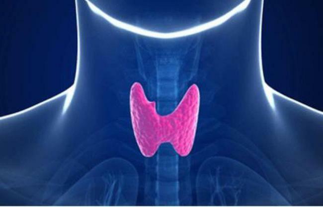 Thyroid gland that shows