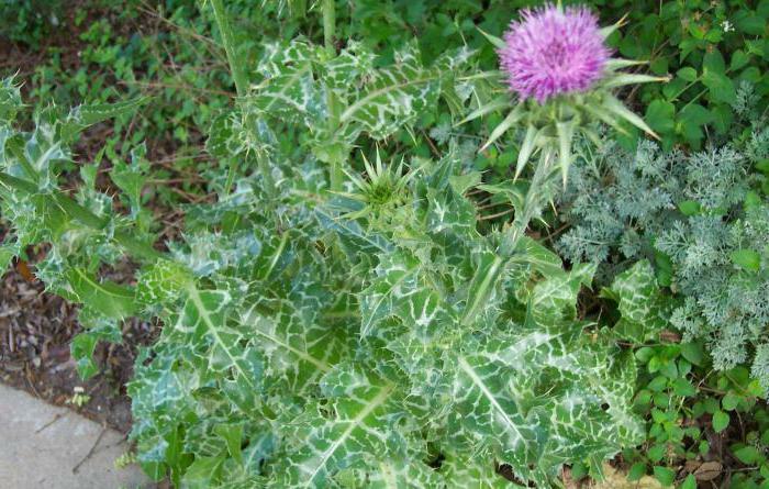 the herb thistle of its properties and the use of contraindications