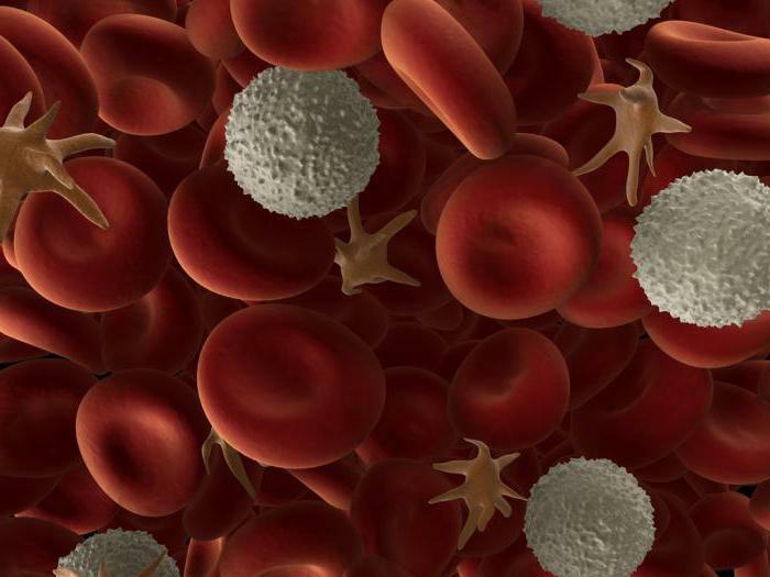 granulocytes in the blood are elevated