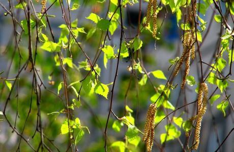 birch leaves medicinal properties