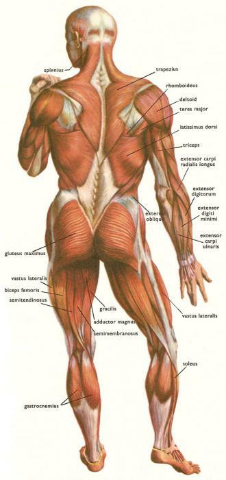 Lateral muscle