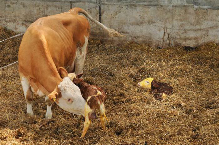 purulent catarrhal endometritis in cows