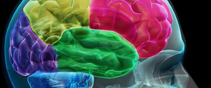 echoencephalography of the brain what it is