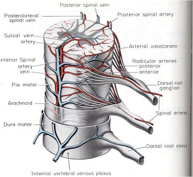 مصادر إمدادات الدم إلى الحبل الشوكي