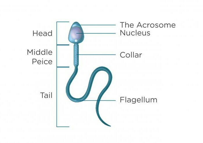 spermogram with strict morphology on the Krueger