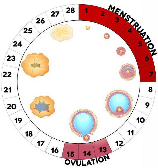 why-do-ovaries-hurt-during-menstruation