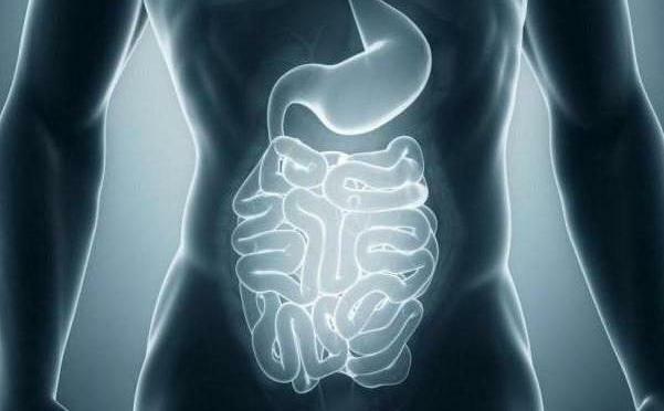 digestión en el intestino delgado