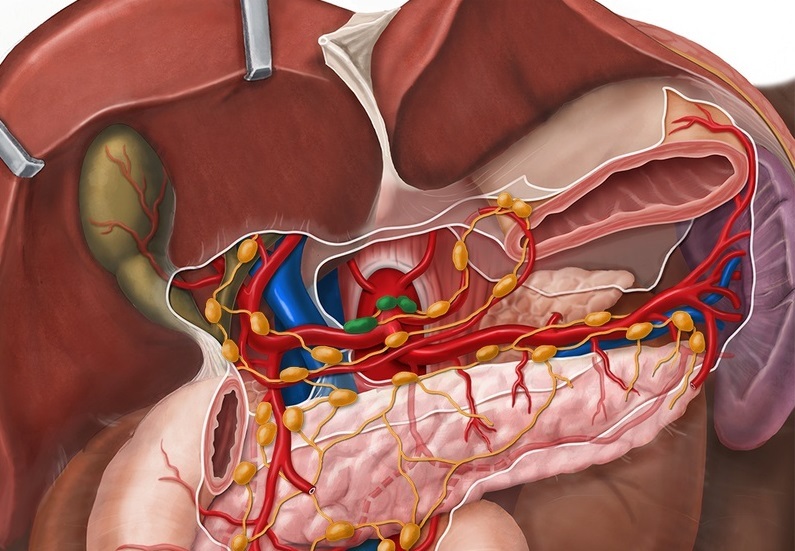 Blood supply to the pancreas