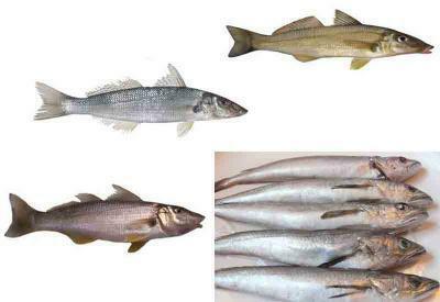 blue whiting benefit and harm