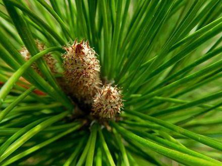 recipe for pine cough from a cough