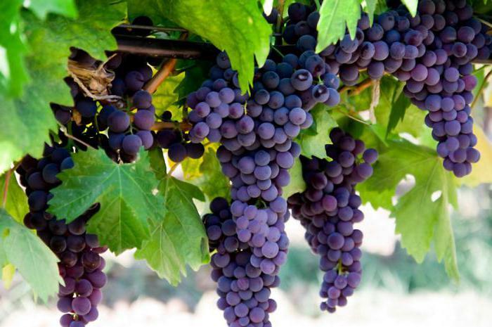 Grapes: glycemic index and calorie content