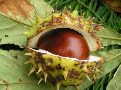 treatment of sinusitis with fruits of chestnut