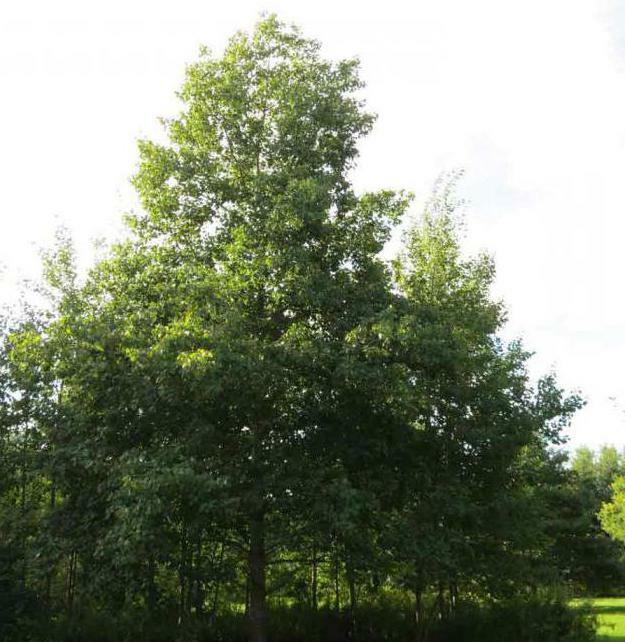 aspen tree leaf