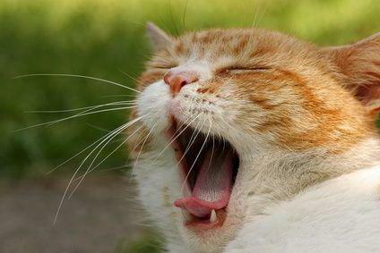 ulcerative stomatitis in cats