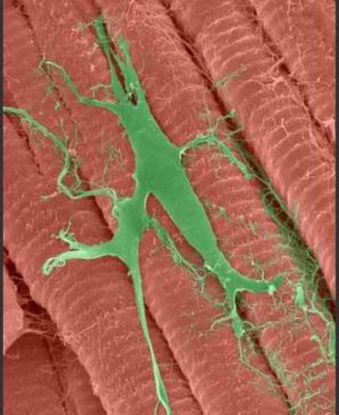 fiber purrkin histology