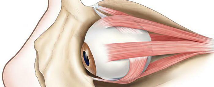 Okülomotor kasların anatomisi