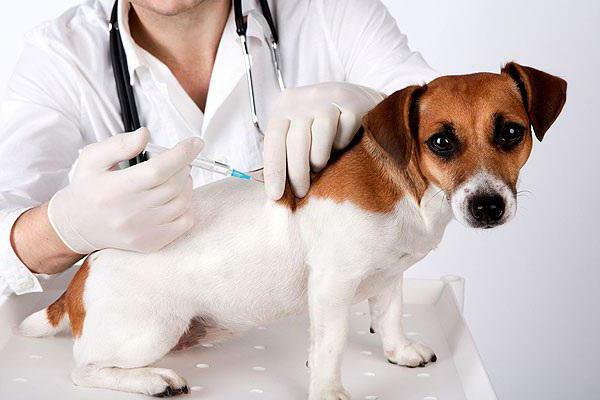 launched trichophytosis in a dog what to do
