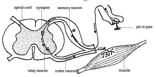 posterior afferentação