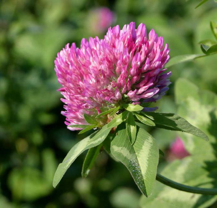 clover with climax treatment preparation