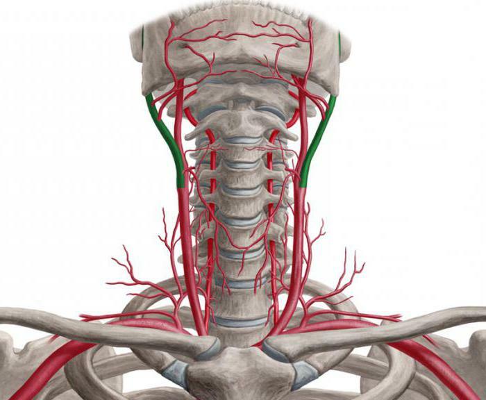 Артерии шейного отдела позвоночника
