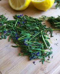 medicinal herb hyssop