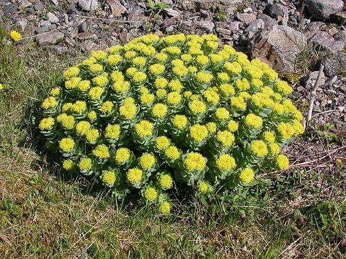 rhodiola rădăcină de aur roz