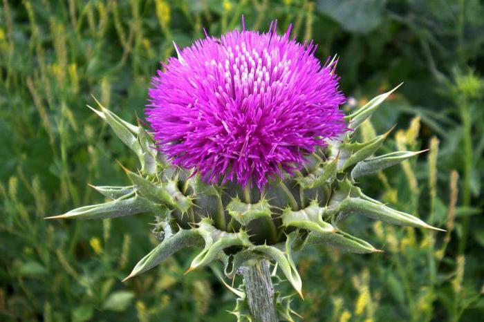 herb thistle properties and application