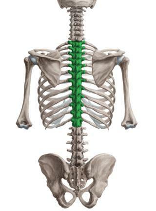 osteochondroza vertebrelor toracice