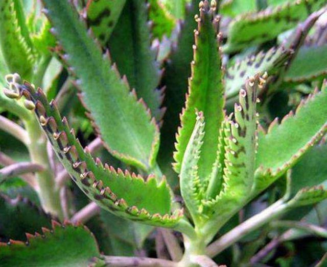 Kalanchoe benefits and harm to the body