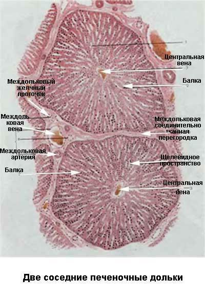 bile ducts in the hepatic lobe